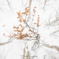 Créativité hivernale