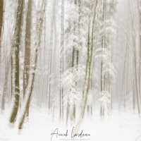 Neige et brouillard