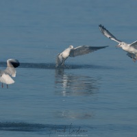 Mouette rieuse