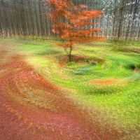 Automne dans la forêt