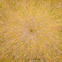 Herbes folles