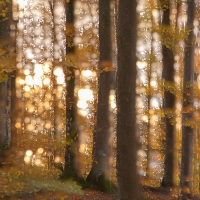 Arbres de lumière