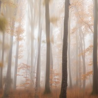 Brouillard dans le sous-bois