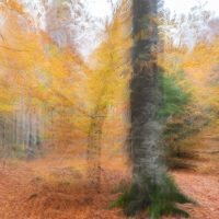 Automne en forêt