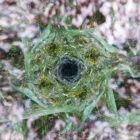 L'oeil central