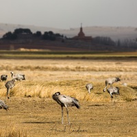 Grues cendrées