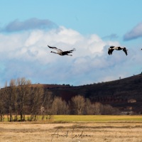 Grues cendrées