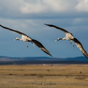 Grues cendrées
