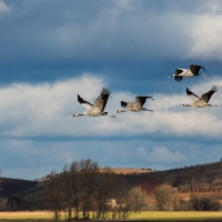 Grues cendrées