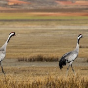 Grues cendrées
