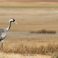 Grues cendrées