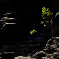 Arbuste dans les "Grietas de Montaña Blanca"
