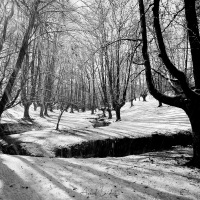 Forêt de chataigniers têtards sous la neige