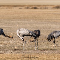 Grues cendrées