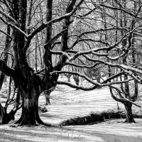 Forêt de chataigniers têtards sous la neige