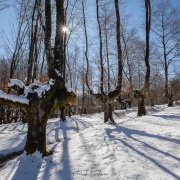 Forêt de chataigniers têtards sous la neige