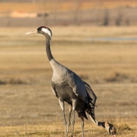 Grues cendrées