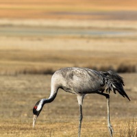 Grues cendrées