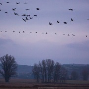 Grues cendrées