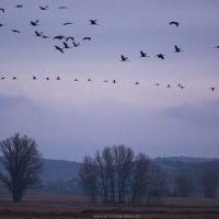 Grues cendrées