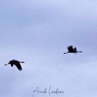Grues cendrées