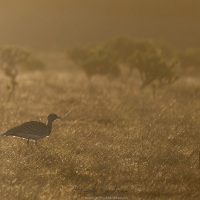 Outarde Houbara