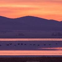 Grues au leveer de soleil