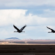 Grues cendrées