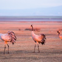 Grues cendrées