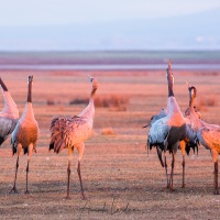 Grues cendrées