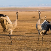 Grues cendrées