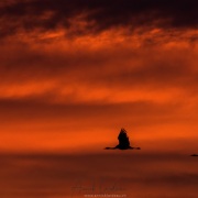 Grues au leveer de soleil