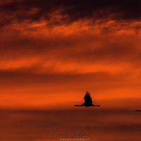 Grues au leveer de soleil