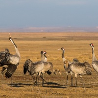 Grues cendrées