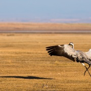 Grues cendrées
