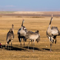 Grues cendrées