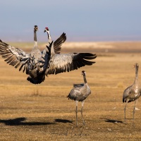 Grues cendrées