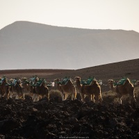 Départ des dromadaires après leur journée de travail