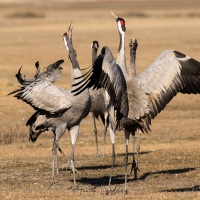 Grues cendrées