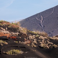 Vignoble en terre volcanique dans le sud de Lanzarote