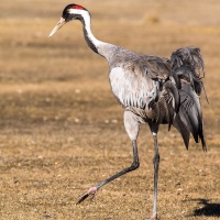 Grues cendrées