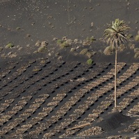 Vignoble en terre volcanique dans le sud de Lanzarote