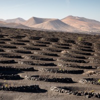 Vignoble en terre volcanique dans le sud de Lanzarote