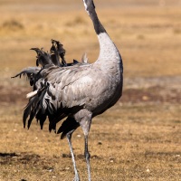 Grues cendrées