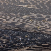 Travailleurs dans les vignobles