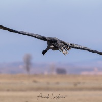 Grues cendrées