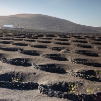 Vignoble en terre volcanique dans le sud de Lanzarote