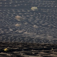 Vignoble en terre volcanique dans le sud de Lanzarote