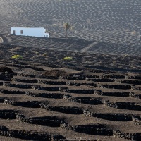 Vignoble en terre volcanique dans le sud de Lanzarote
