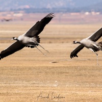 Grues cendrées